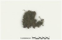 藏品(碎米苔科)的圖片